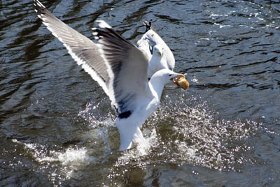 Sea Gull picking up a bagel while other seagull watchs