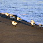 Birds on the beach in competition